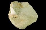Fossil Mako Shark Tooth On Sandstone - Bakersfield, CA #144476-1
